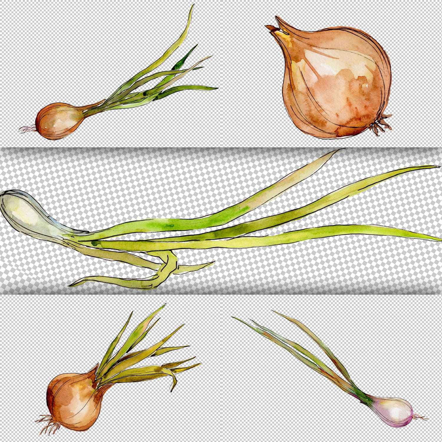 Onion vegetables PNG watercolor set cover.
