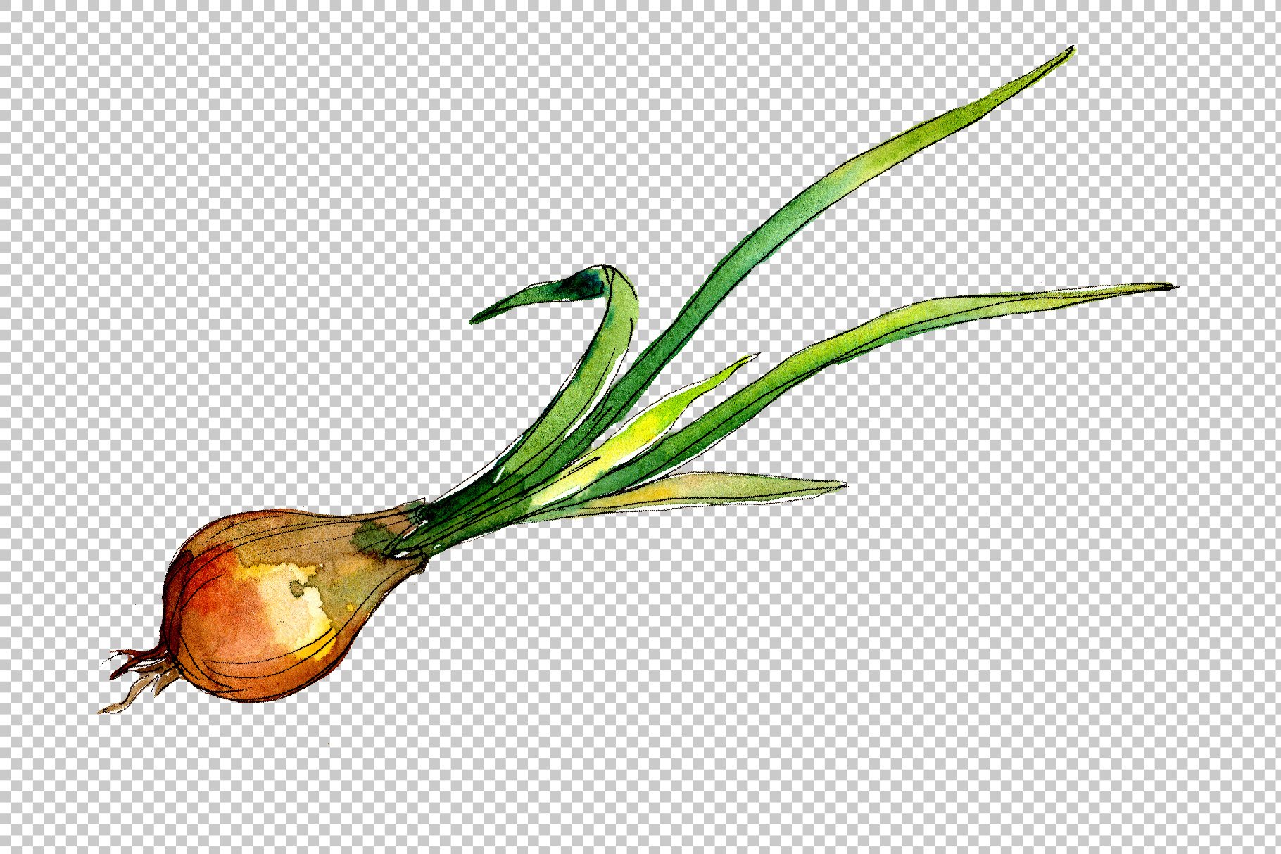 Little young onion.