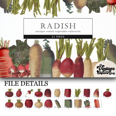 Radish Vintage Vegetable Botanical Clip Art.