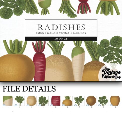Radishes2 Vintage Vegetable Botanical Clip Art.