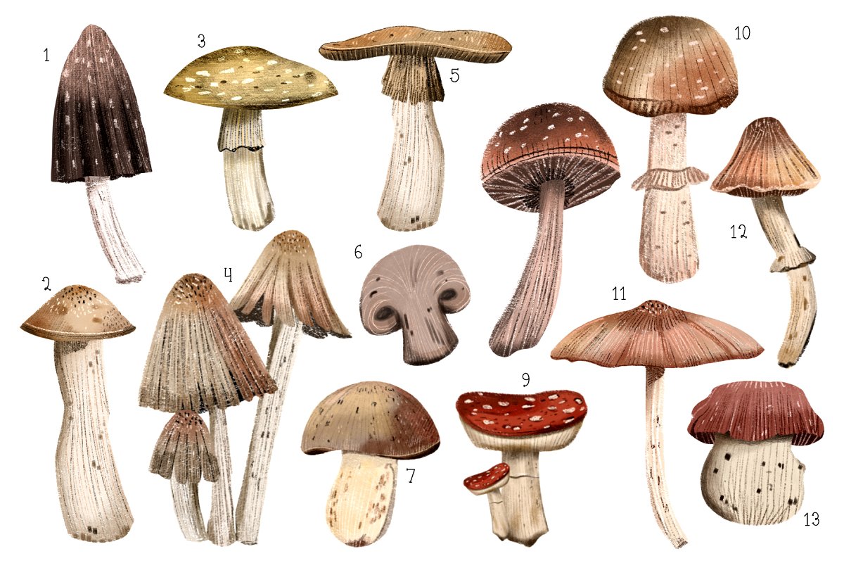 Colorful mushrooms elements.