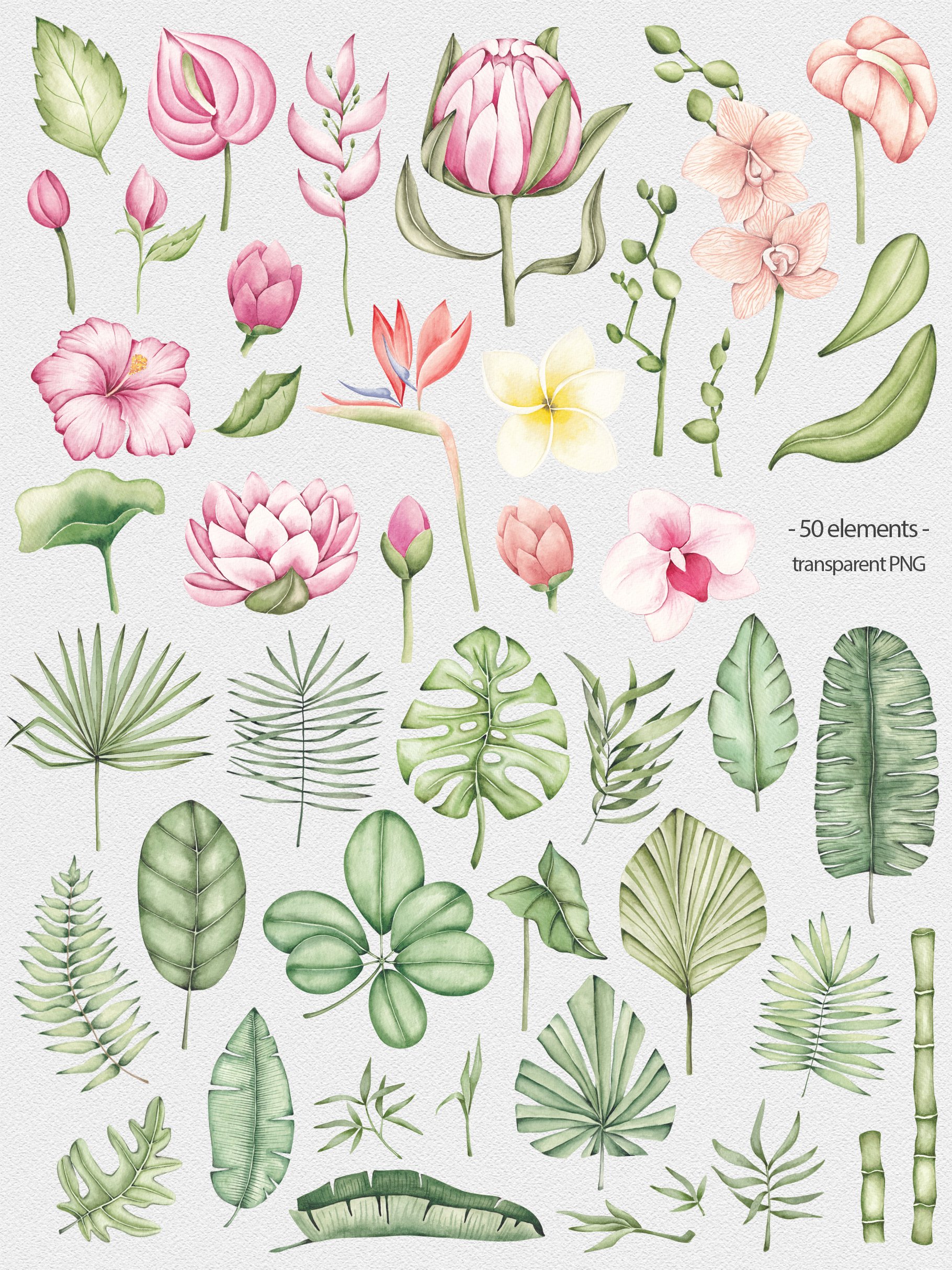 Diverse of leaves and flowers for illustrations.