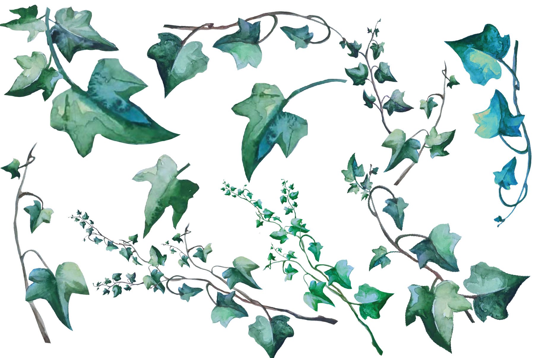 Watercolor green ivy leaves.