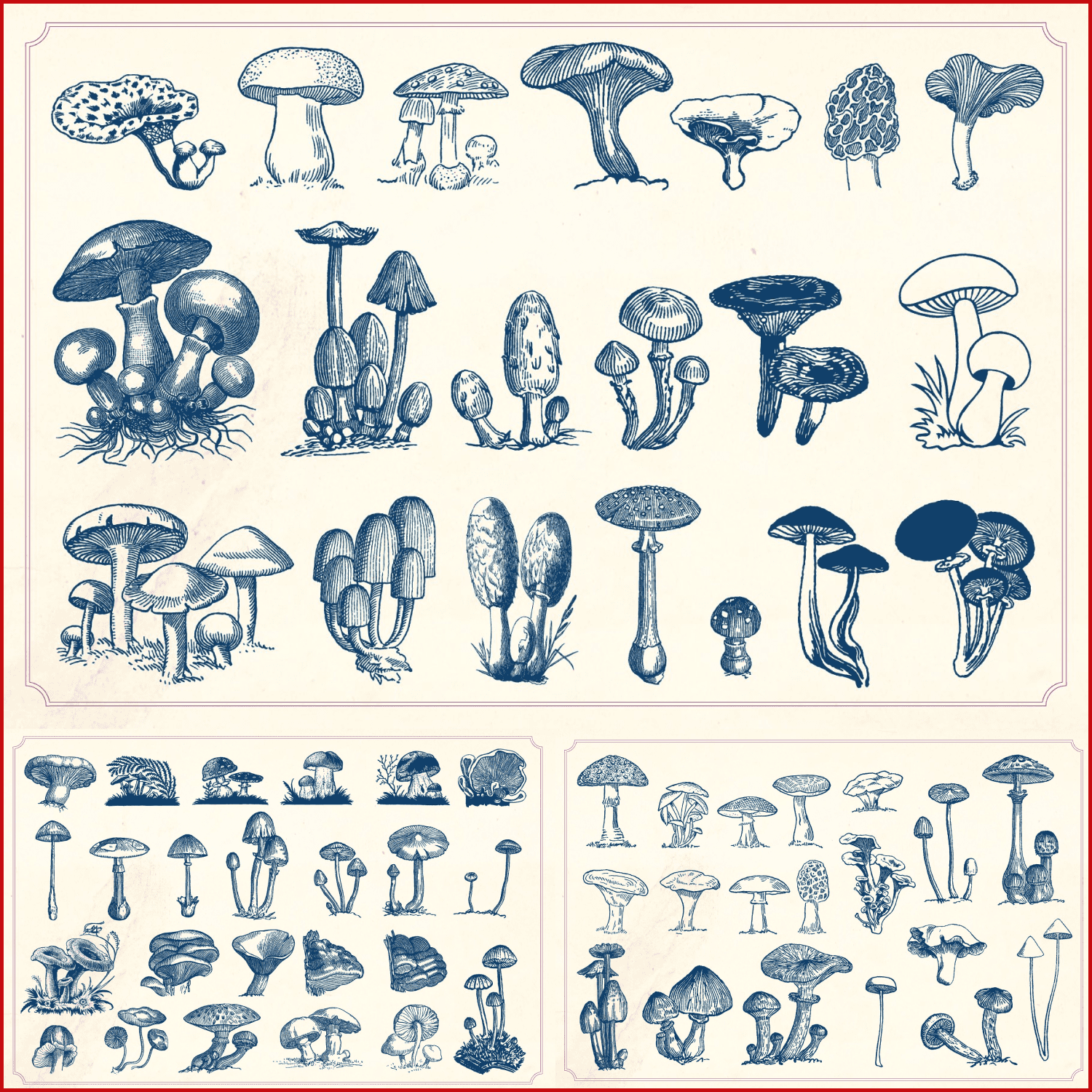 Vintage Mushrooms & Fungi created by Mr Vintage.