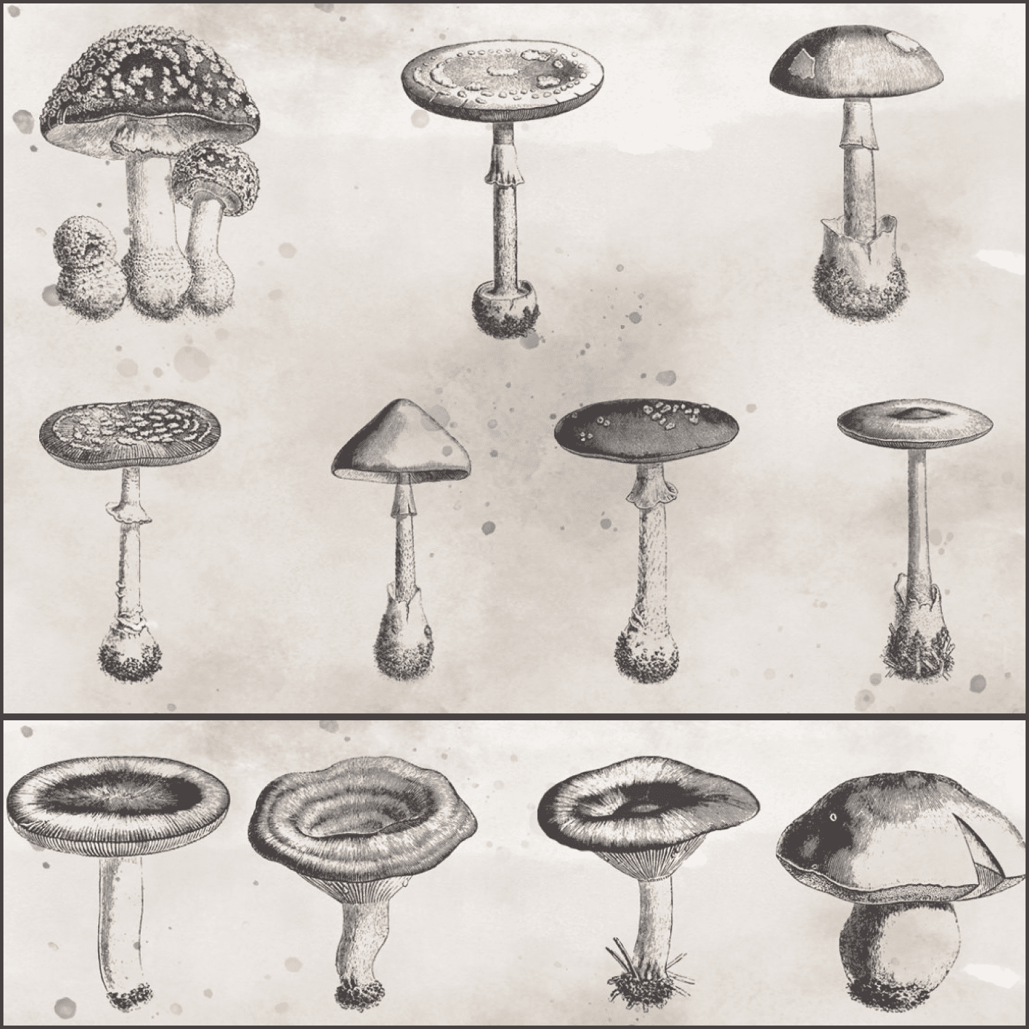 Vintage vectorized mushroom clipart created byThirdTryCharm.