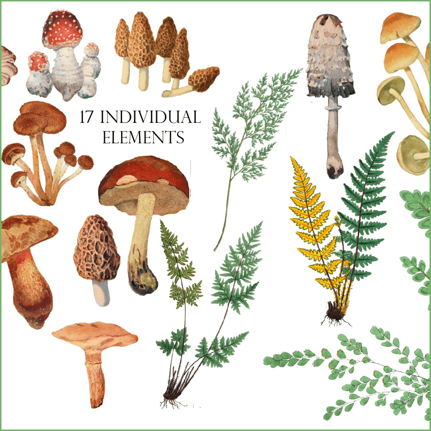 Watercolor Mushroom Clipart created by Verdigris Studios.