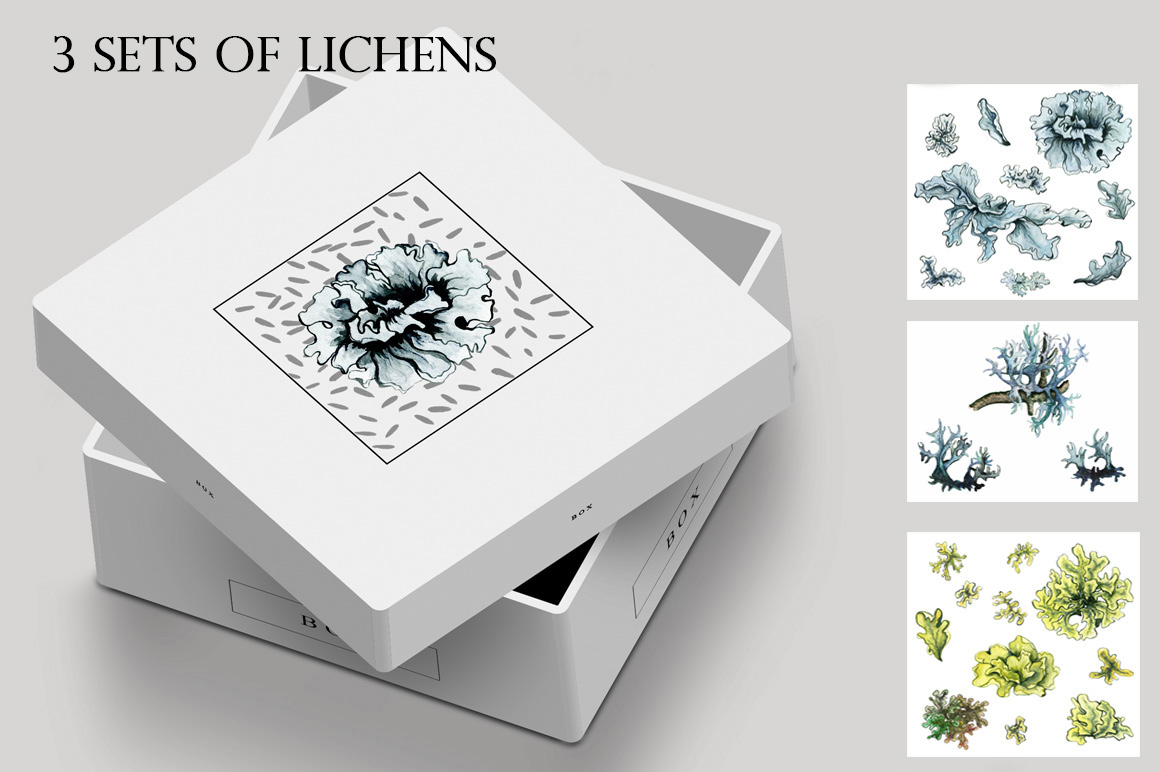 Watercolor Illustrations And Seamless Patterns With Lichens On The Surface Box Print Example.