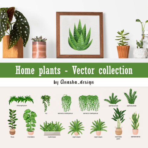 Home plants. Vector collection.