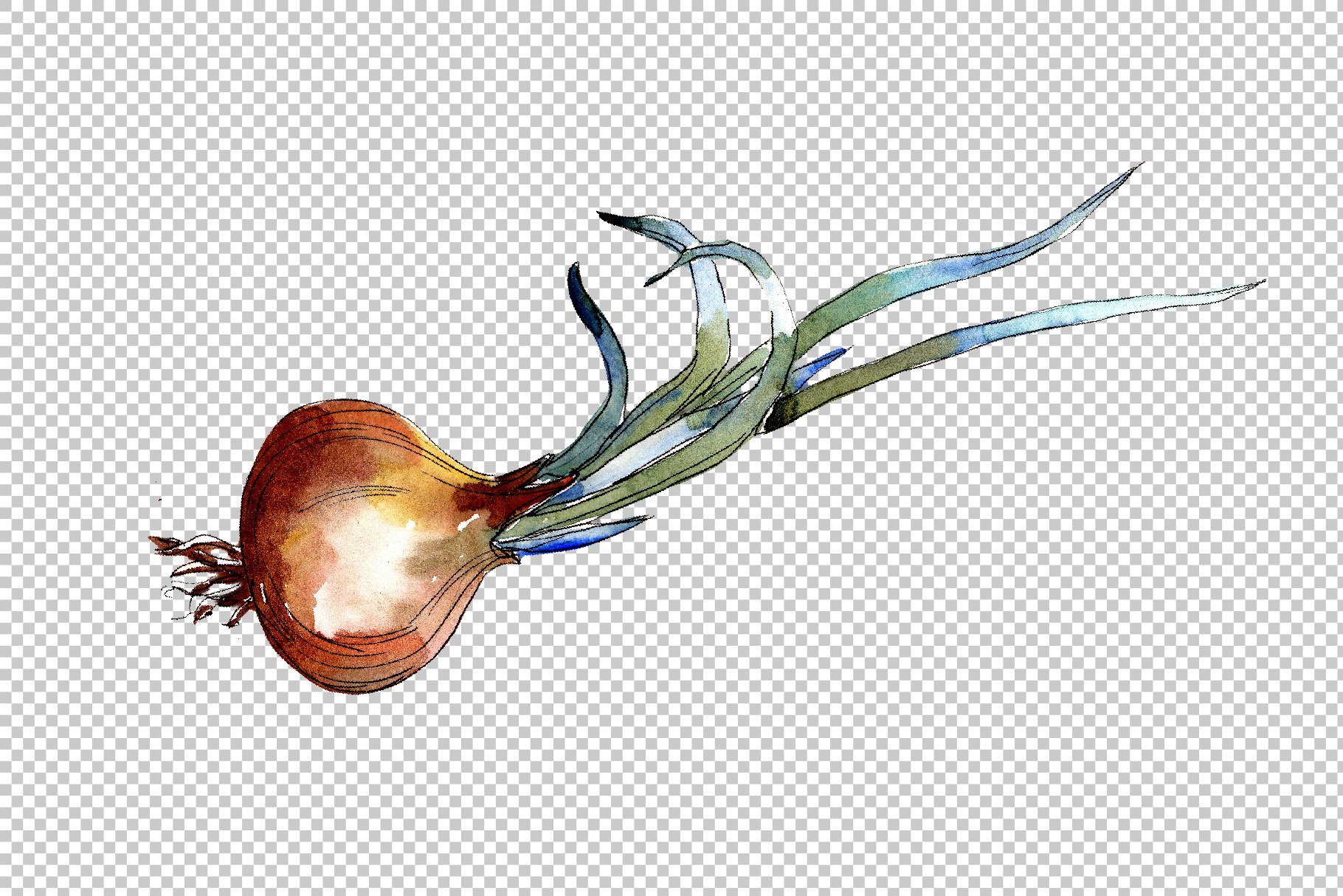 Transparent background with the young onion.