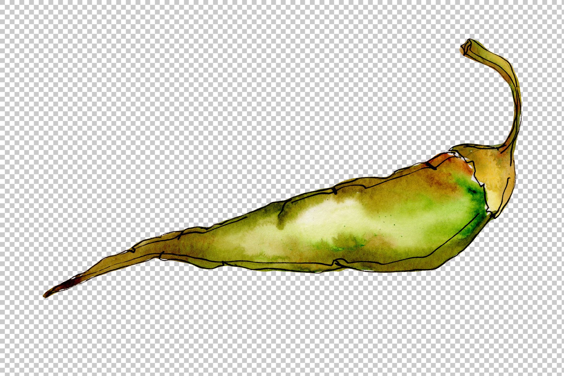 Green pepper on a transparent background.
