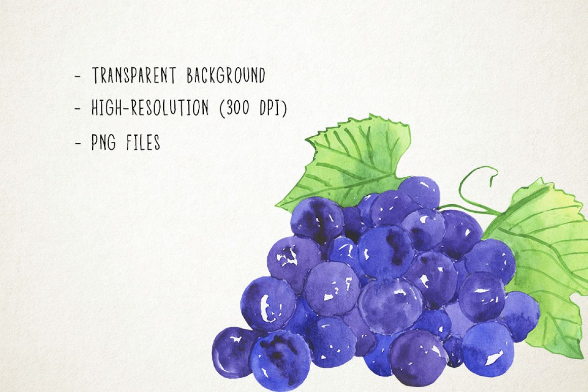 Blue grapes in a watercolor style.