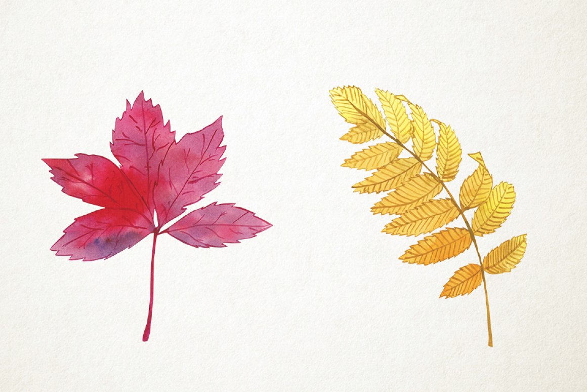 Two colorful leaves.