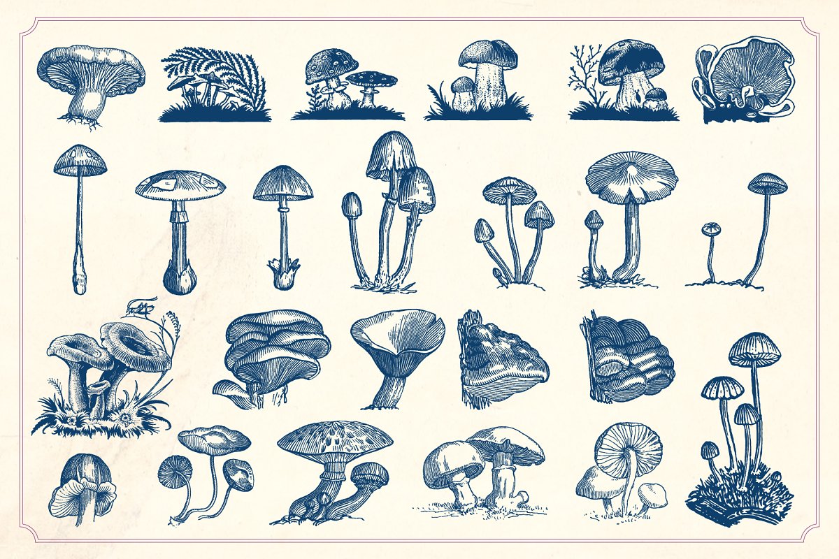 This is a set of images of charming mushrooms.