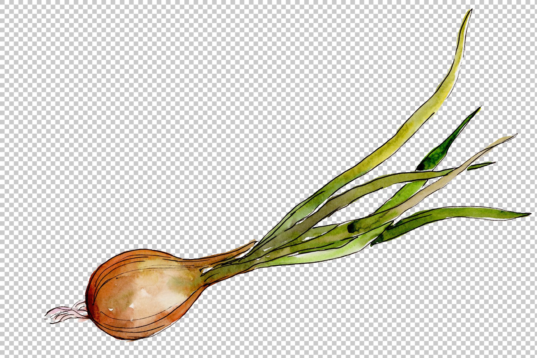 Transparent background with high quality onion.