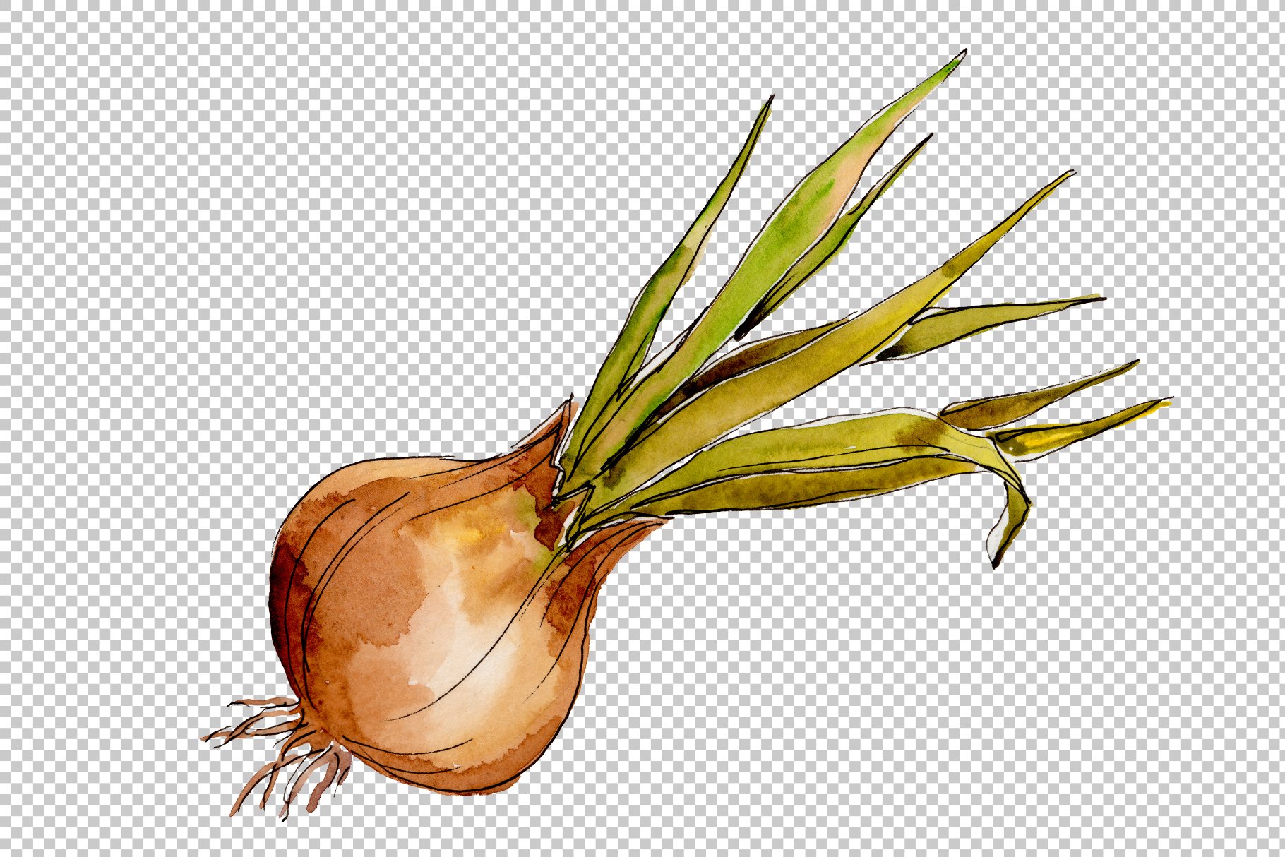 Big onion with green leaves.