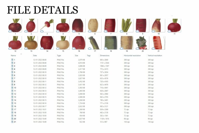 Radish Vintage Vegetable Botanical Clip Art MasterBundles