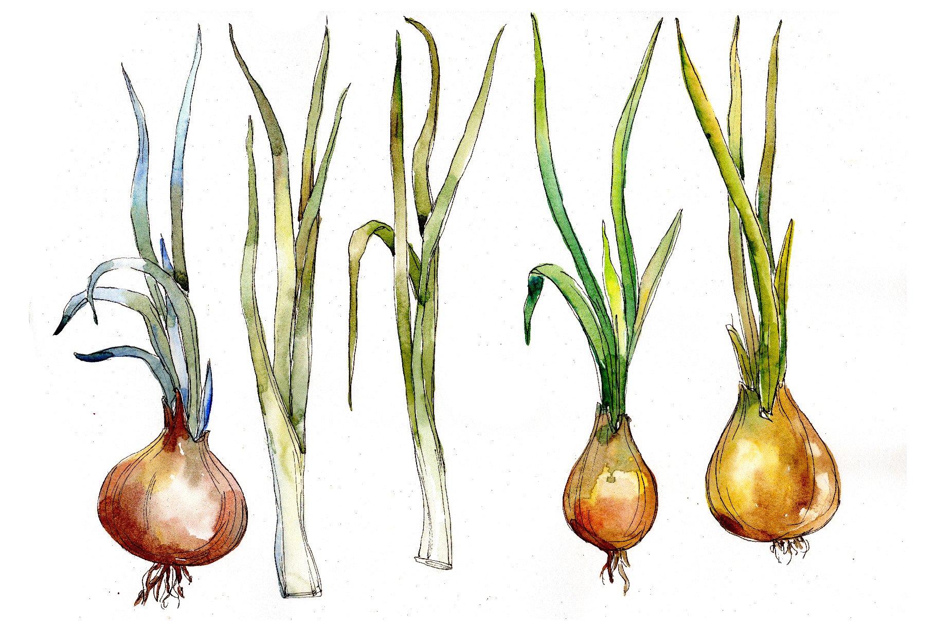 Diverse of onions.
