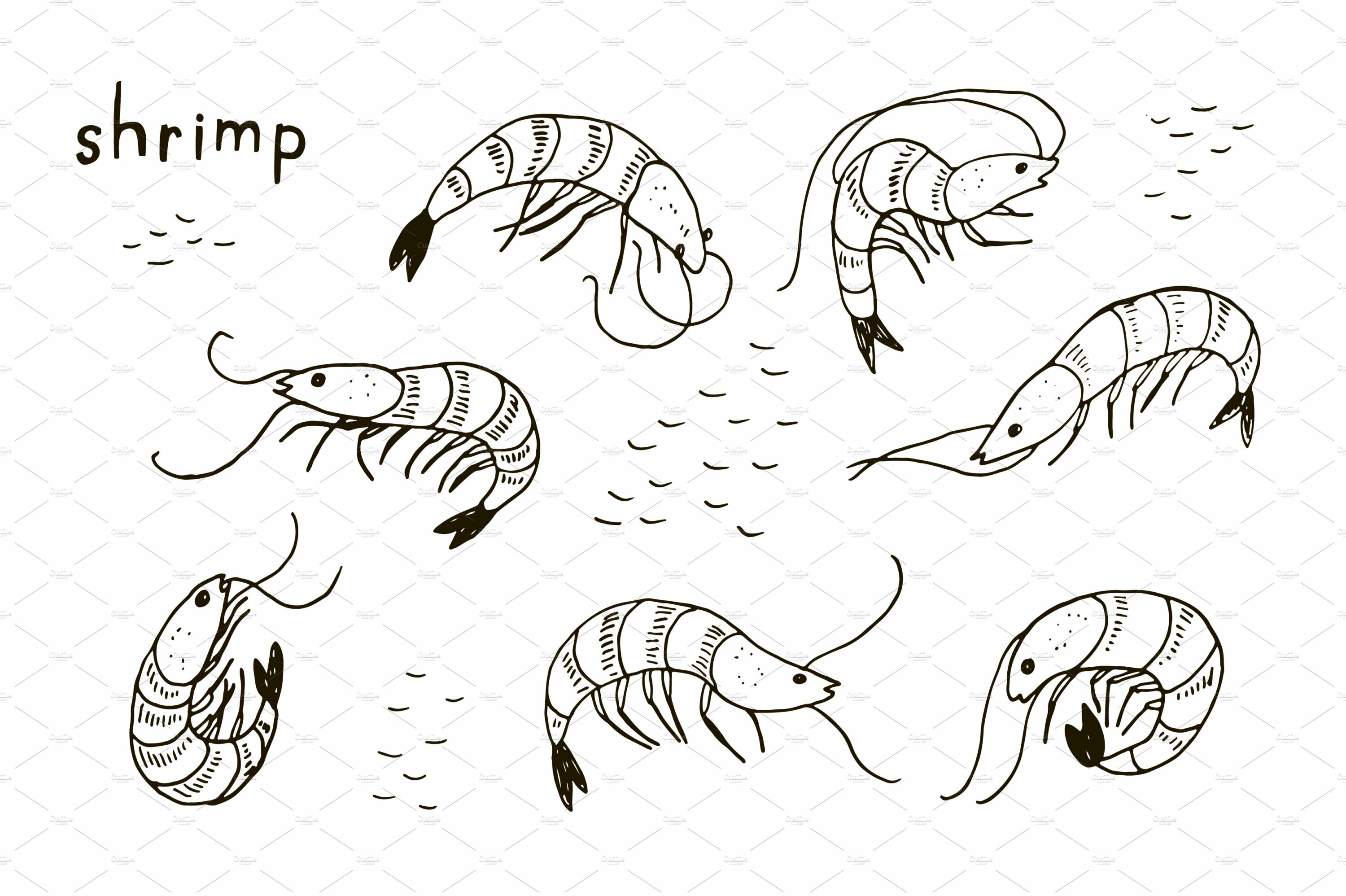 White background with outline shrimps collection.
