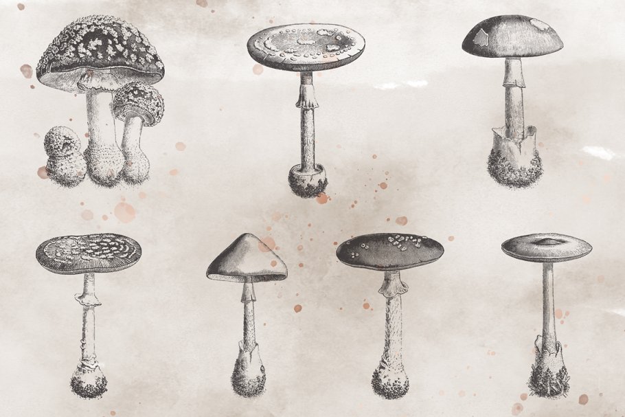 This collection features hand painted watercolor illustrations of mushrooms.