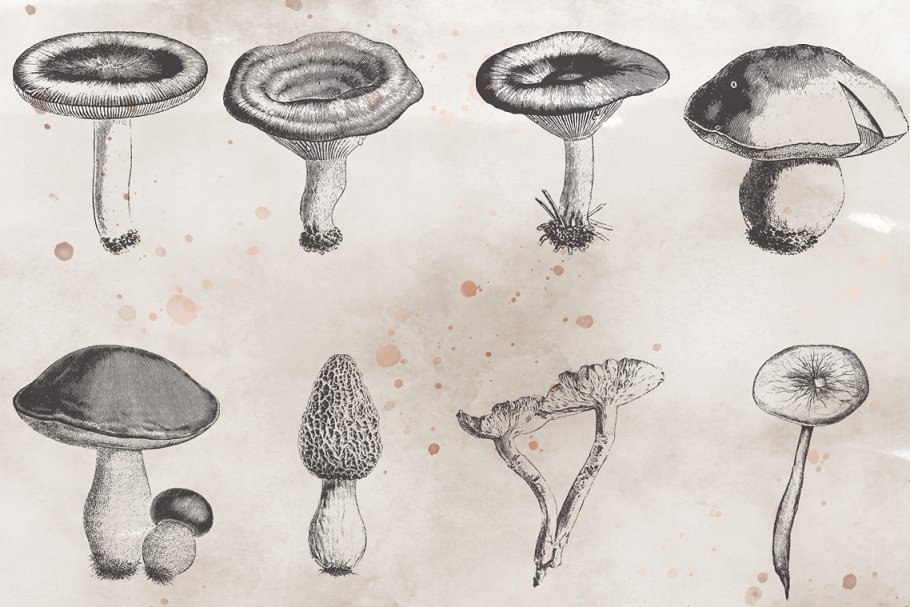 This is a set of 15 images of charming mushrooms.