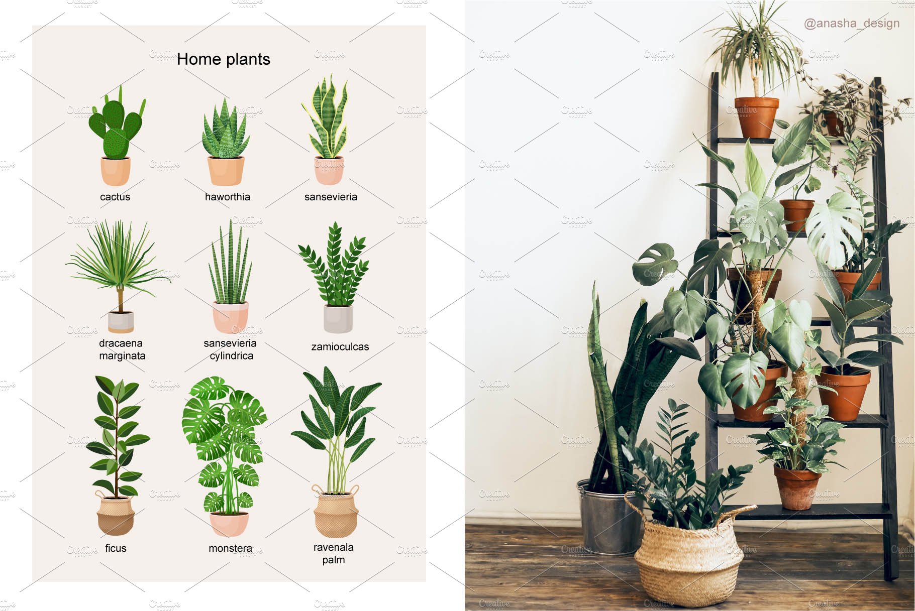 Modern and stylish home plants.