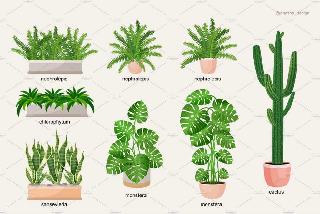 Home Plants. Vector Collection – MasterBundles