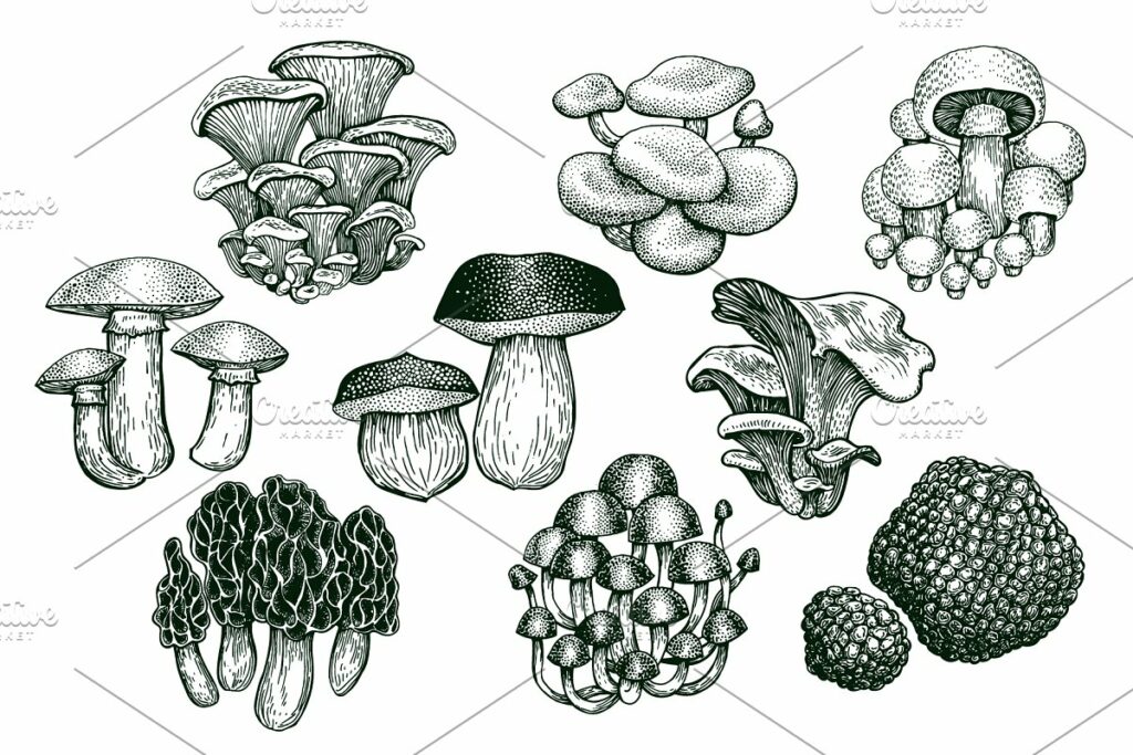 Mushrooms Vector Collection | Master Bundles