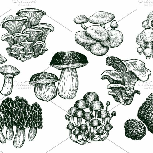 Mushrooms Vector Collection 