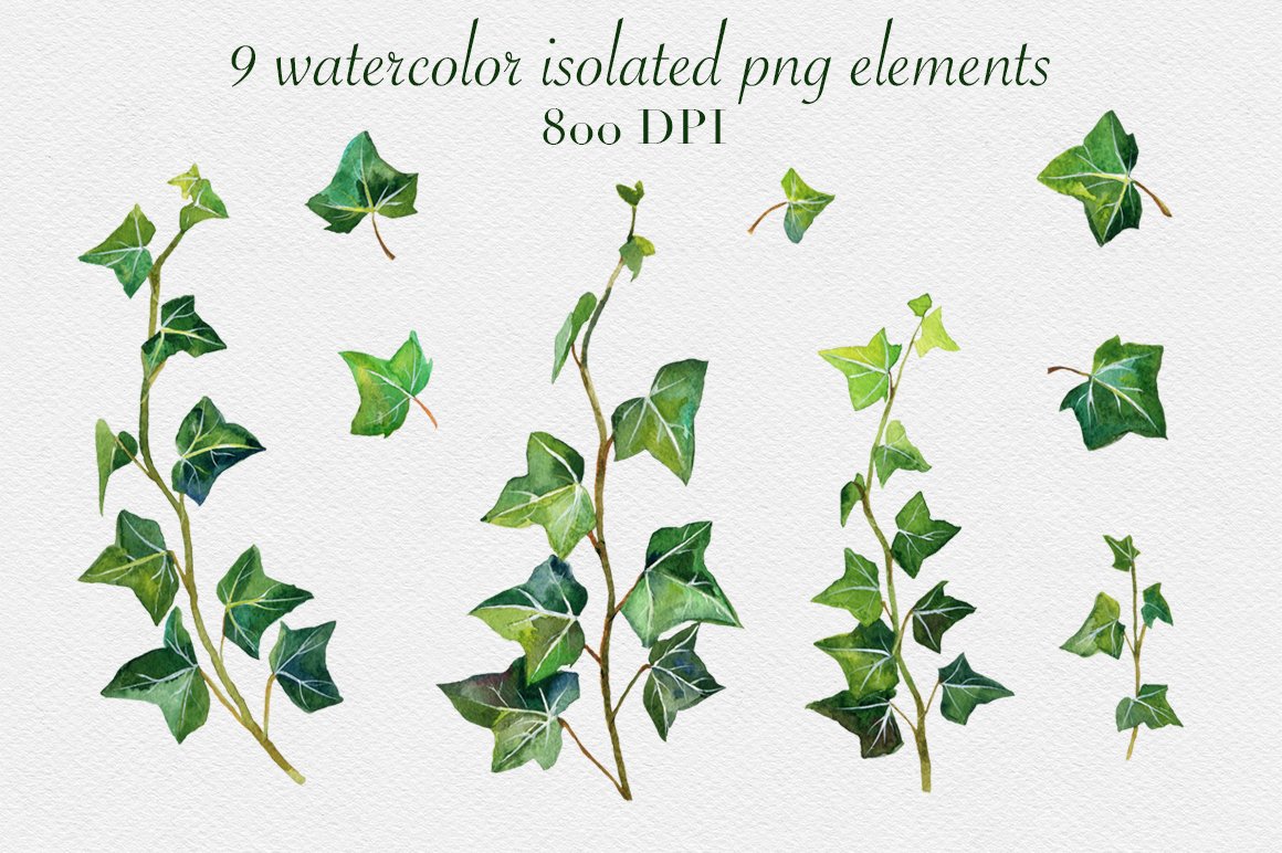 Cool green watercolor ivy leaves.
