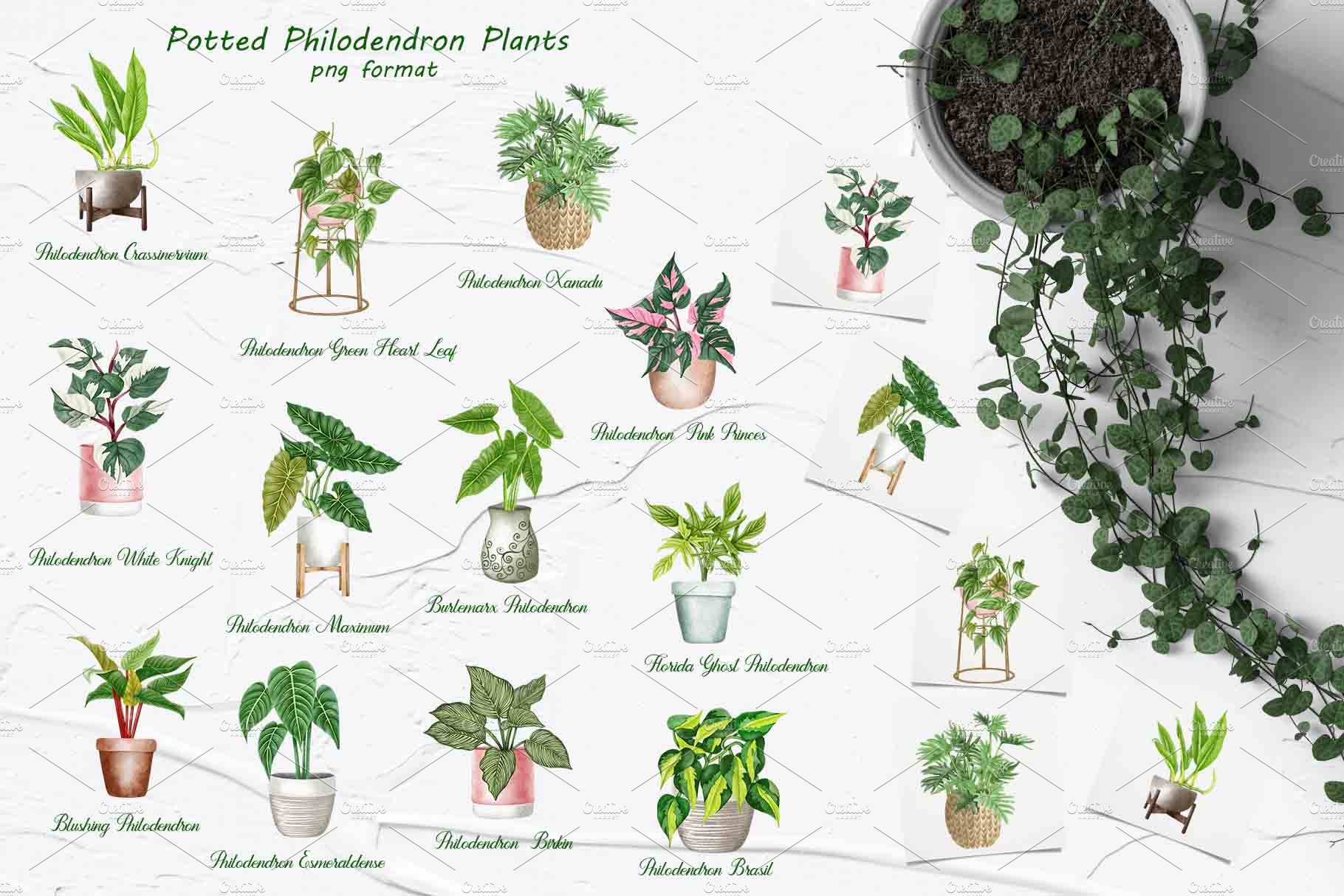 Potted philodendron plants collection.