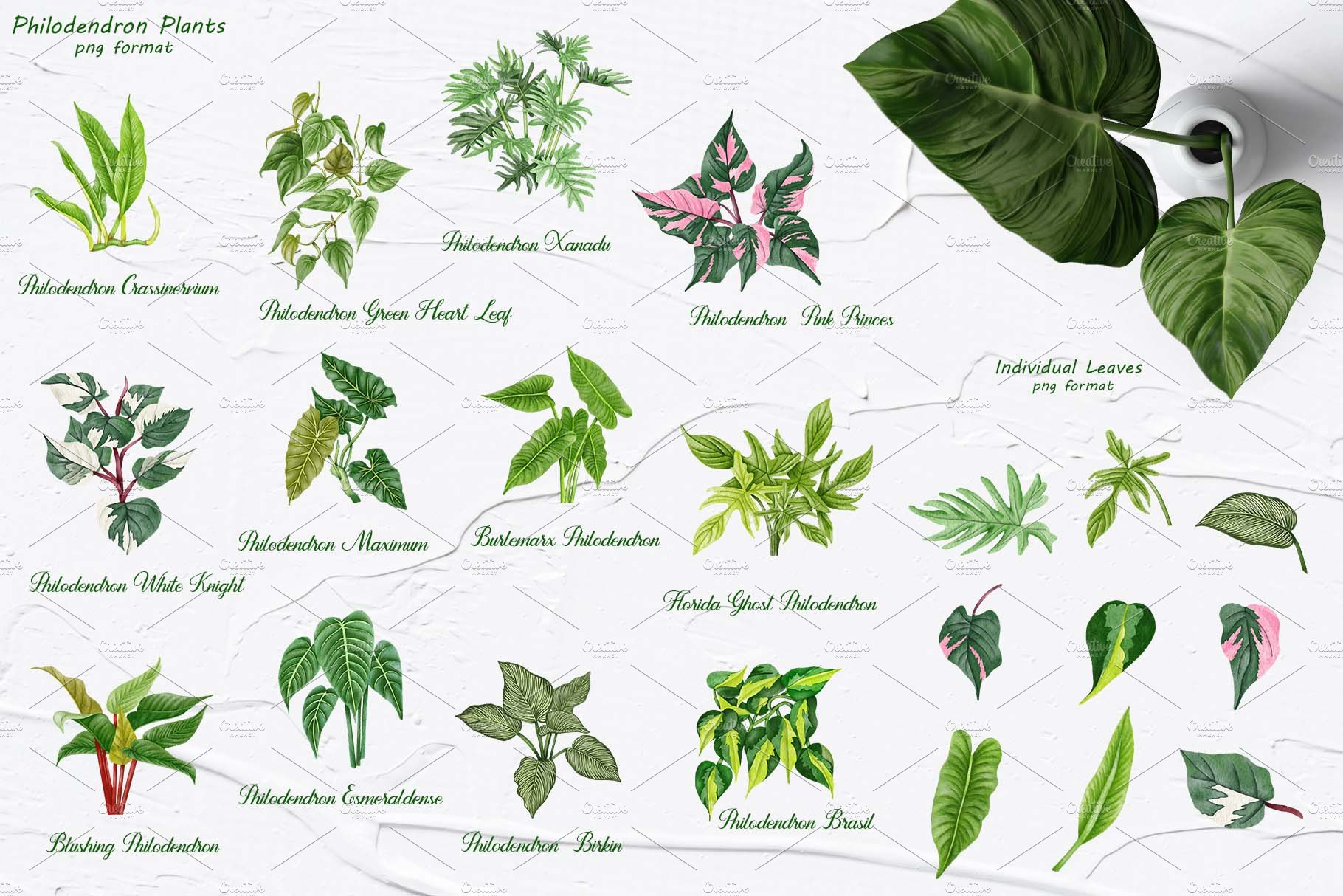 Diverse of philodendron plants.