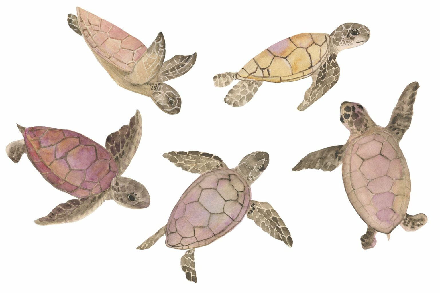 Sea Turtles Clipart – MasterBundles