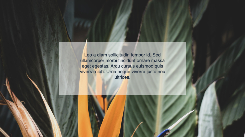 Tropical flower on a background with a quote.