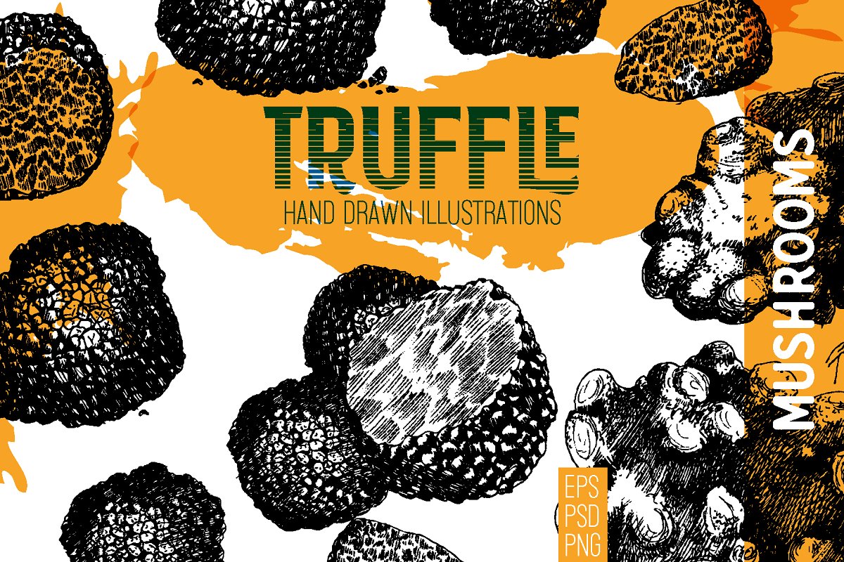 Cover image of Truffle. Mushroom hand drawn set.