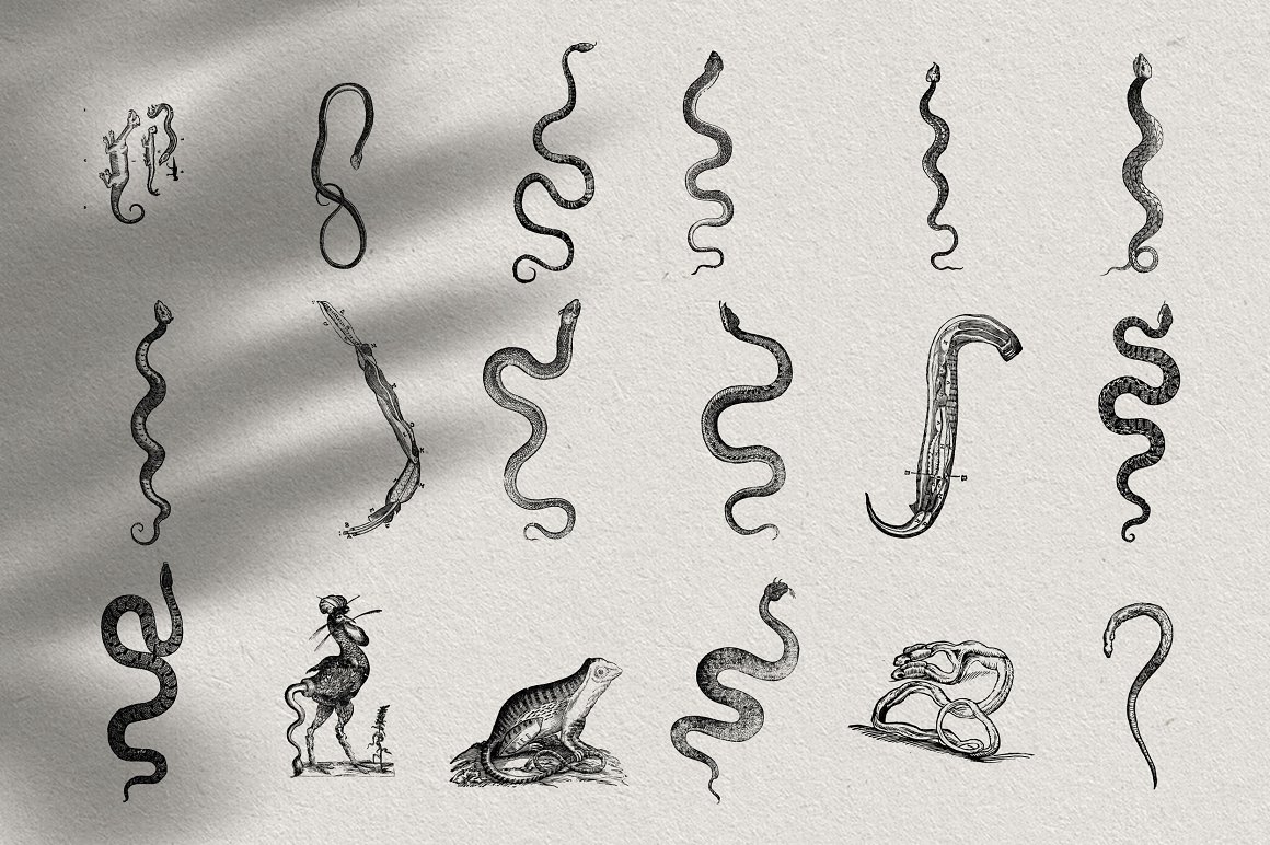 Collection of unusual handwritten snakes.