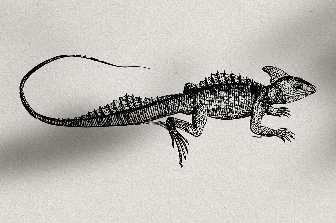 Lizard drawn by black pencil freehand.