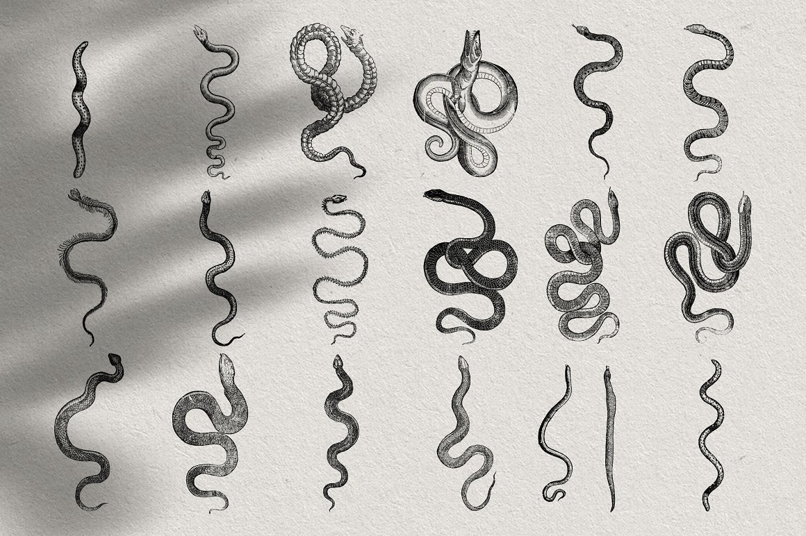 Many snakes drawn in pencil.