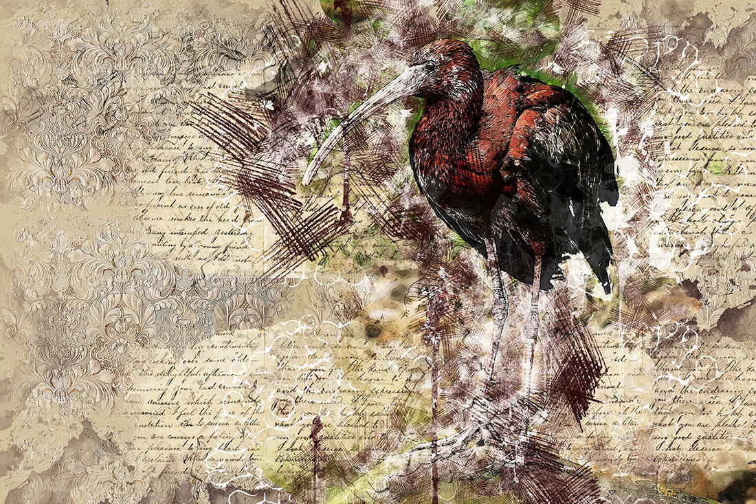 Nature Birds Graphics Rustic Style Preview.