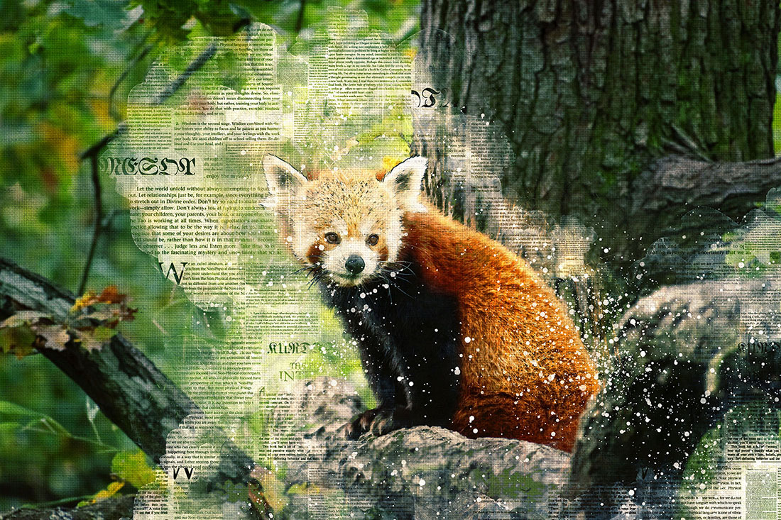 Panda Bears Printable Graphics with Text Style Preview image.