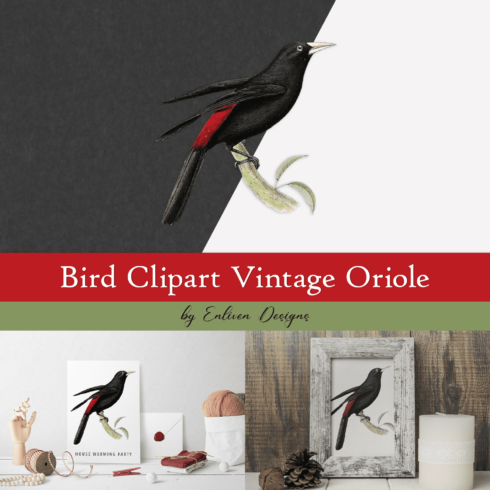 Bird Clipart Vintage Oriole.