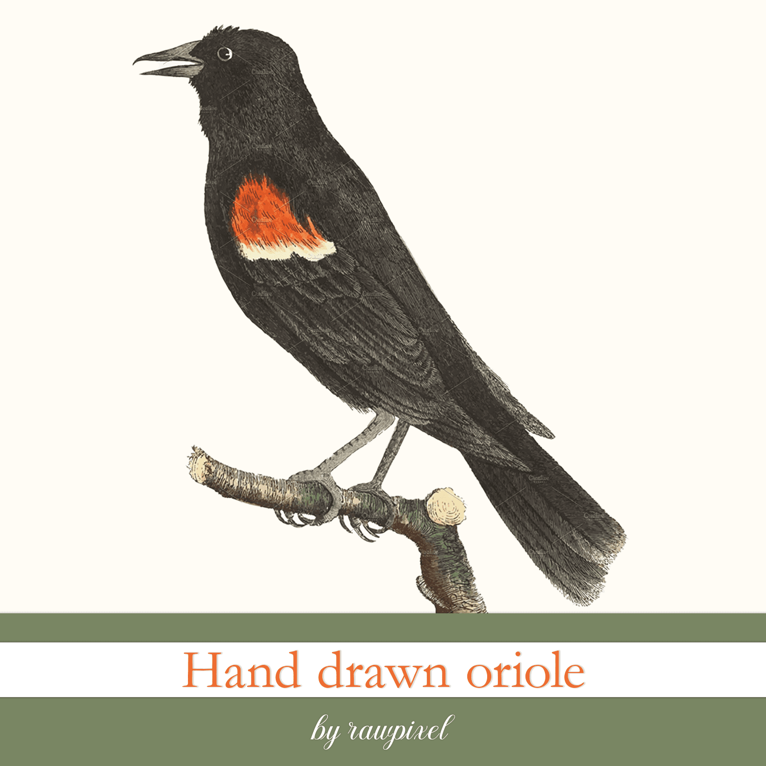 Hand drawn oriole.
