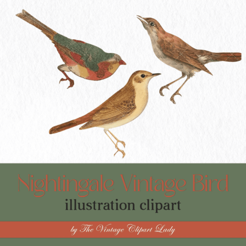 Nightingale Vintage Bird illustration Clip Art, Clipart.
