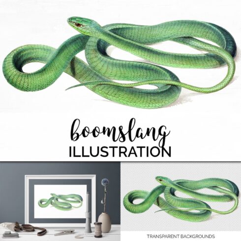 Collection of images of forest charming snake.