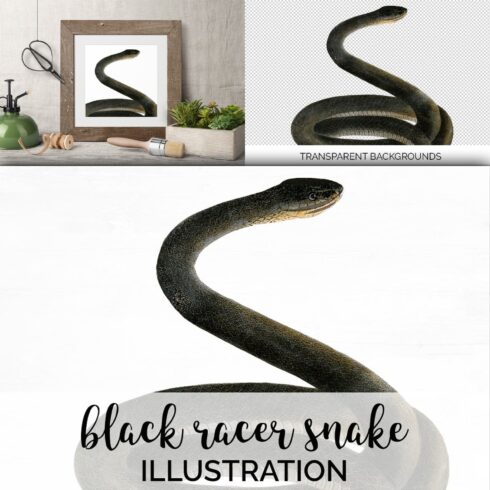 Colorful set of images with black racer snake.