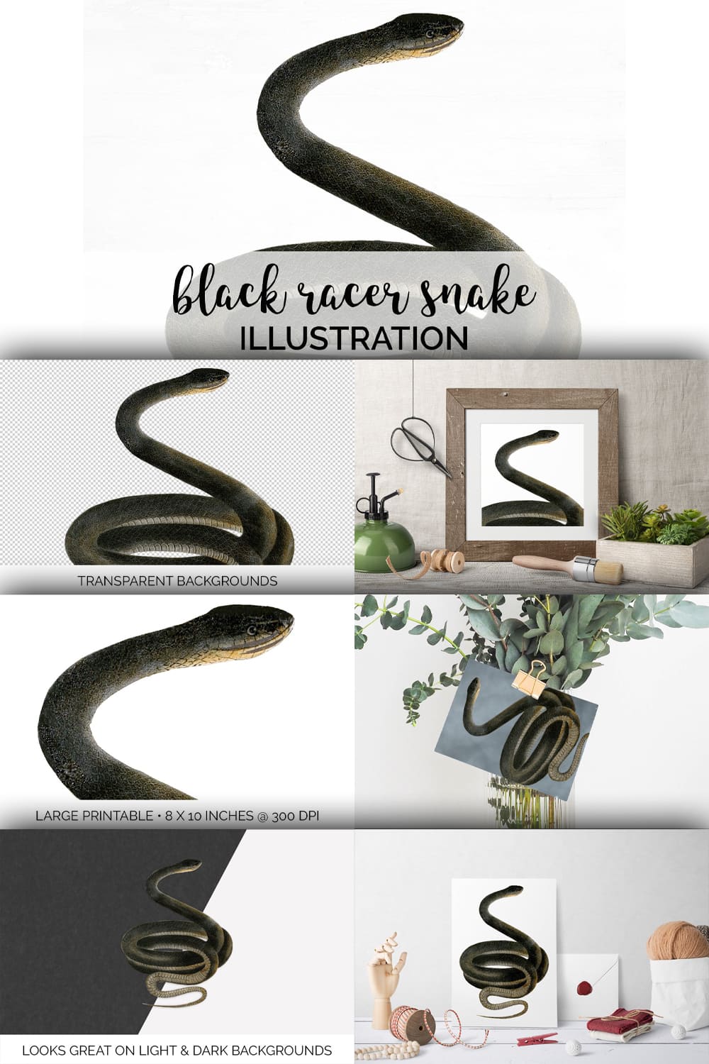 Collection of colorful images black racer snake.