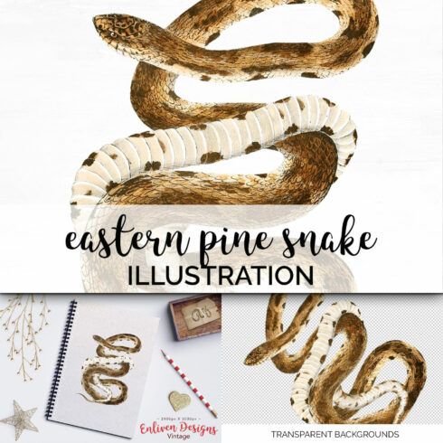 Cover images of vintage eastern pine snake.