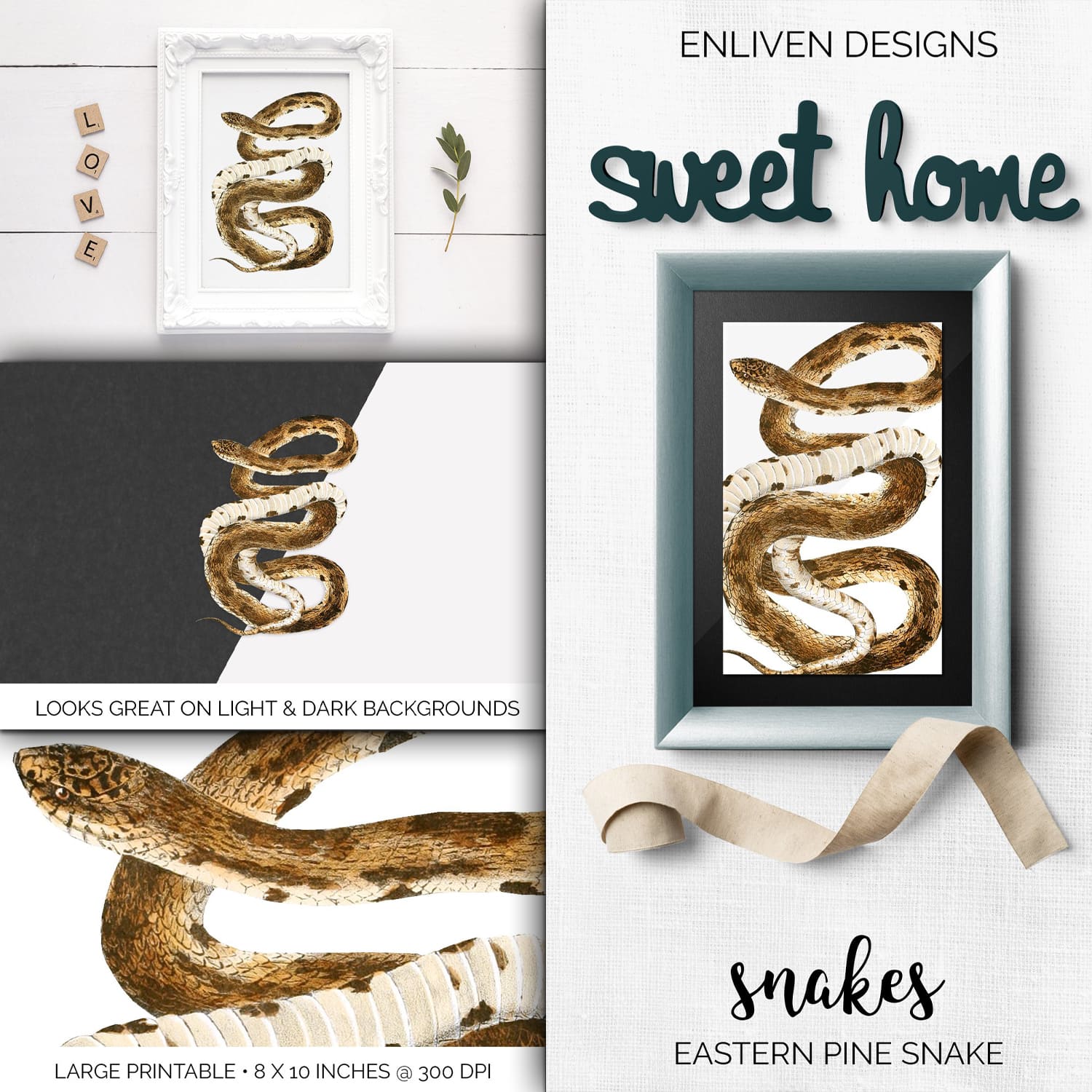 Collection of colorful images eastern pine snake.