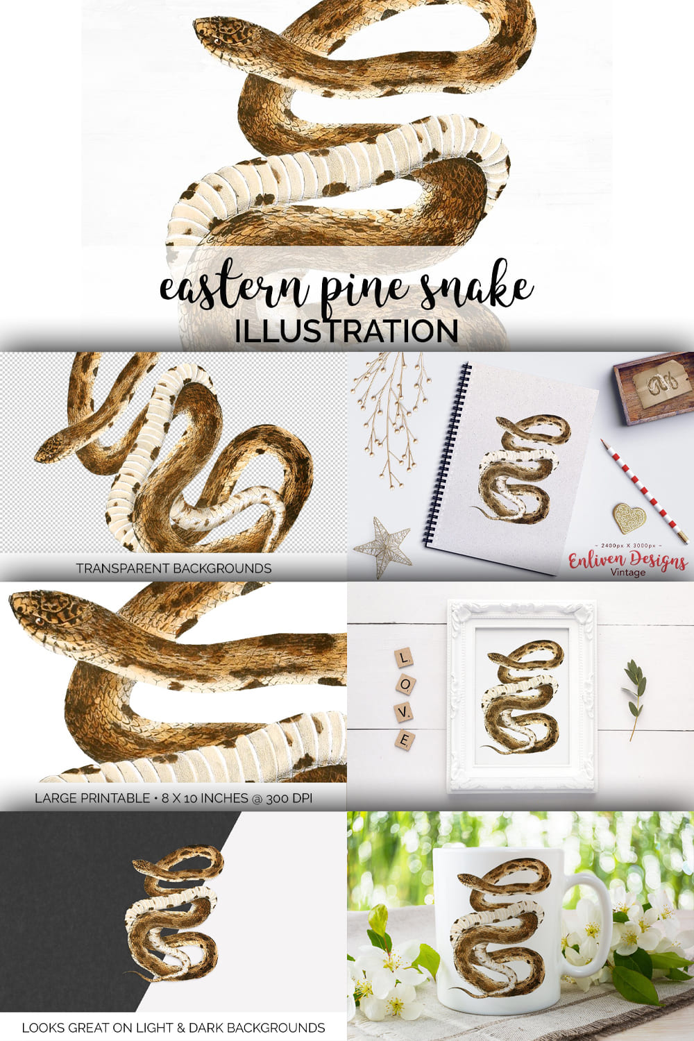 Colorful set of images with eastern pine snake.