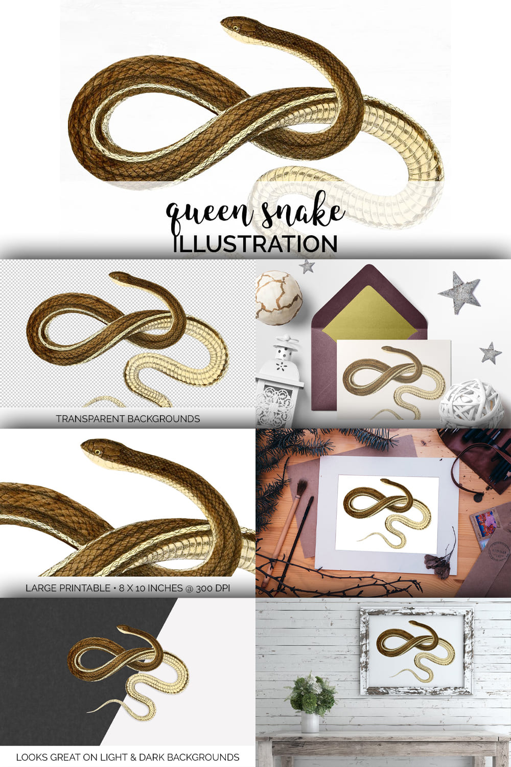 Colorful images of an enchanting queen snake.
