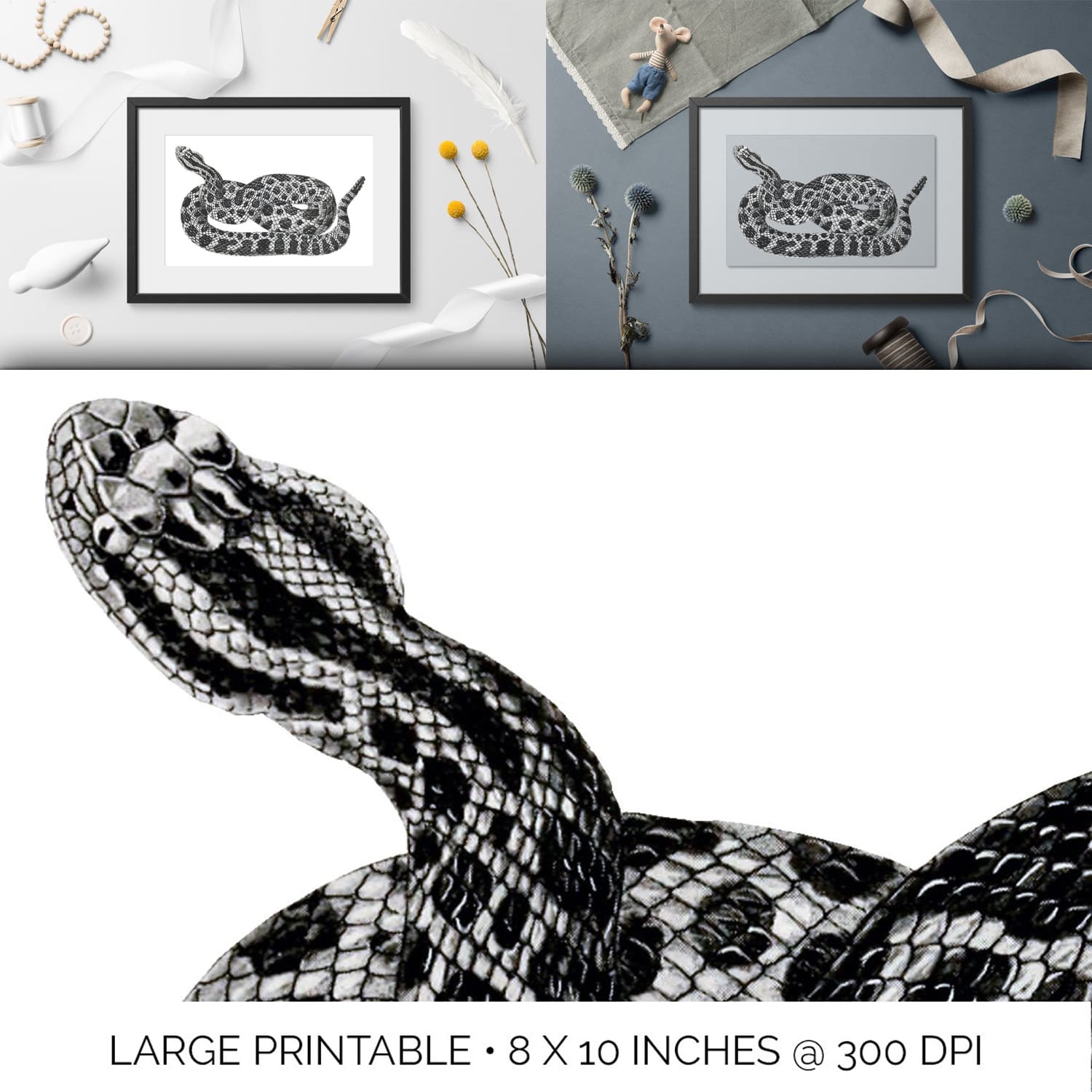 Paintings depicting black and white rattlesnakes.